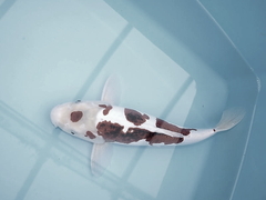 Killikus&reg; Fotographie